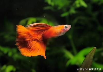 觀賞魚什么魚混養(yǎng)好養(yǎng)活一些（關(guān)于觀賞魚混養(yǎng)的一些建議） 魚缸百科 第3張