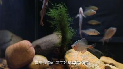 觀賞魚什么魚混養(yǎng)好養(yǎng)活一些（關(guān)于觀賞魚混養(yǎng)的一些建議） 魚缸百科 第4張