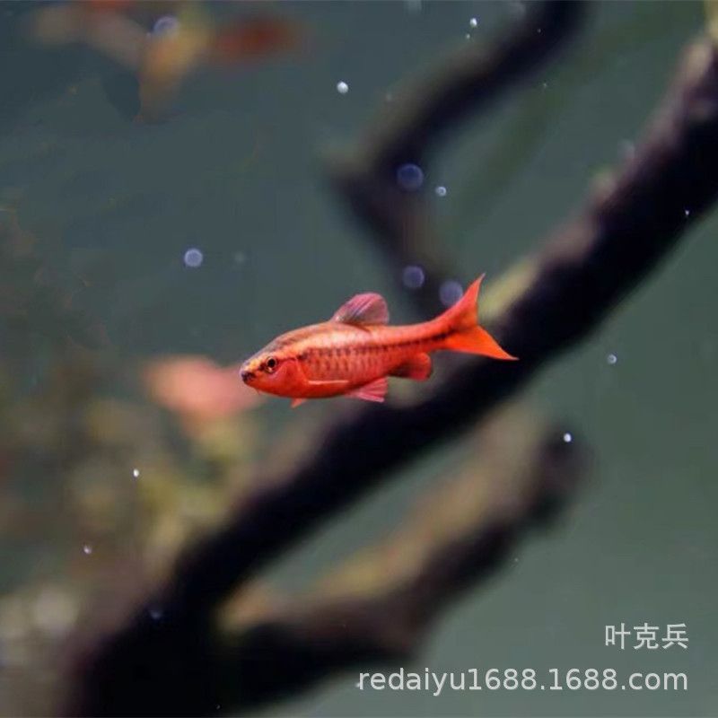 觀賞魚漂亮寶貝（漂亮寶貝鳉魚的家庭繁殖指南） 帝龍漁業(yè) 第3張