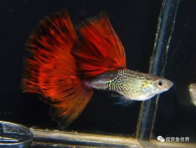 比較活潑的觀賞魚(yú)排名（十大最活潑的觀賞魚(yú)排行榜錦鯉、地圖魚(yú)、地圖魚(yú)、地圖魚(yú)、地圖魚(yú)）