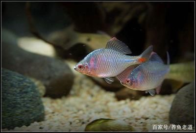 比較活潑的觀賞魚排名（十大最活潑的觀賞魚排行榜錦鯉、地圖魚、地圖魚、地圖魚、地圖魚） 伊罕水族 第4張