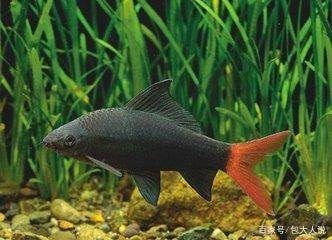 黑色熱帶觀賞魚叫什么（黑瑪麗的飼養(yǎng)技巧） 鸚鵡魚 第4張