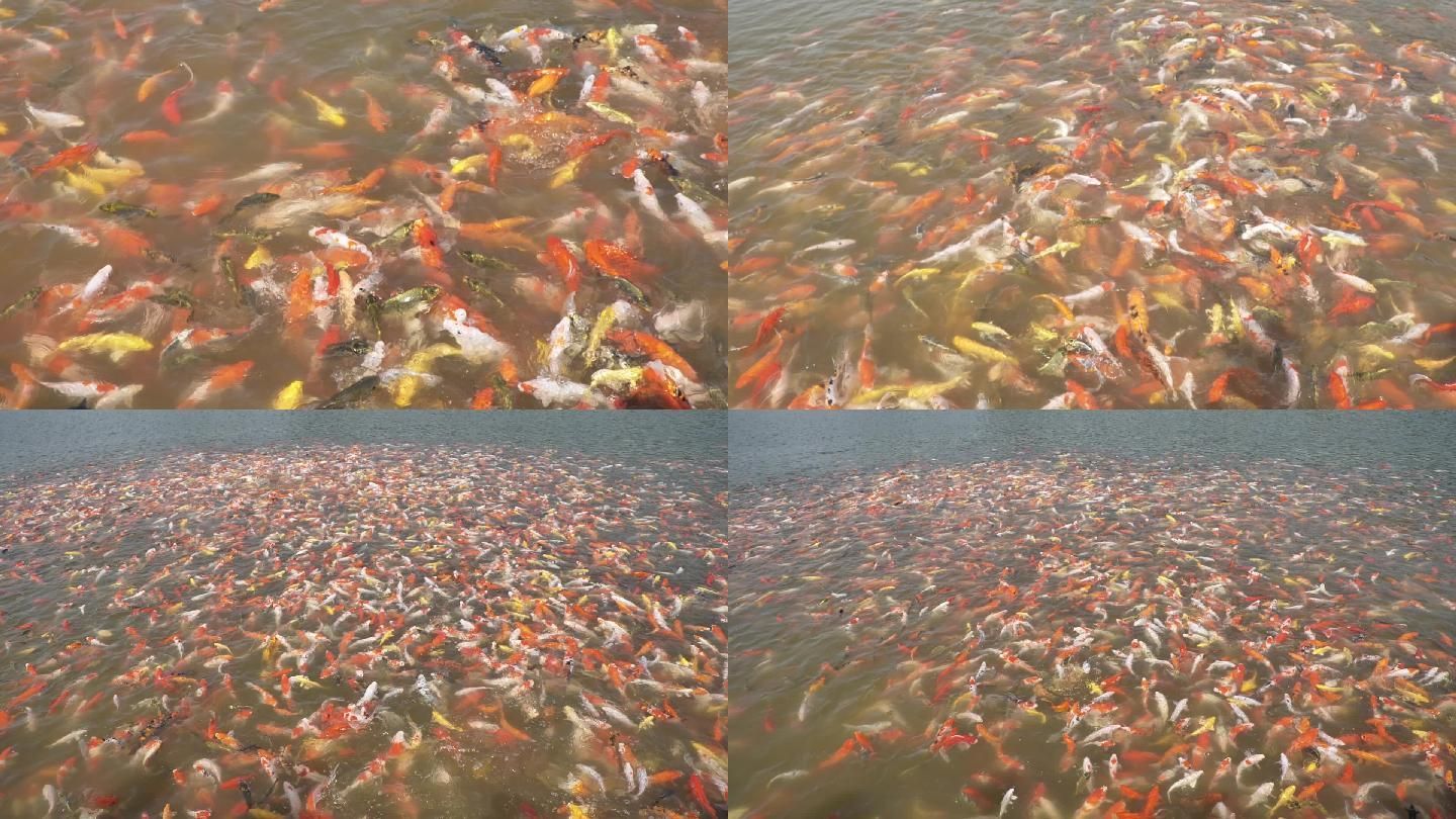 公園的觀賞魚密度（公園觀賞魚的飼養(yǎng)密度應(yīng)該如何計算） 申古三間魚 第3張