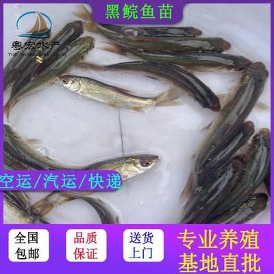 觀賞魚空運都是走什么快遞（觀賞魚空運流程是怎樣的？）