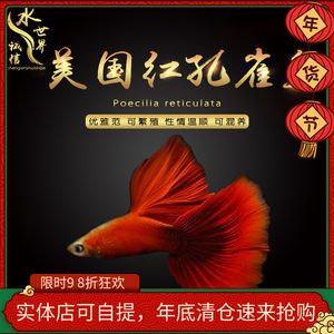 觀賞魚空運都是走什么快遞（觀賞魚空運流程是怎樣的？） 海水魚（海水魚批發(fā)） 第4張