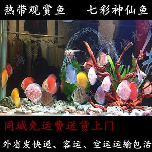 觀賞魚空運都是走什么快遞（觀賞魚空運流程是怎樣的？）