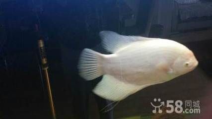 純白色的觀賞魚叫什么魚（白色觀賞魚的種類） 九鼎魚缸 第4張