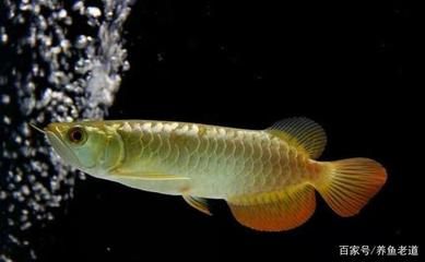 純白色的觀賞魚叫什么魚（白色觀賞魚的種類） 九鼎魚缸 第1張