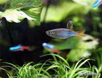 觀賞魚 美人（剛果美人魚的起源與分布）