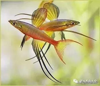 觀賞魚 美人（剛果美人魚的起源與分布）