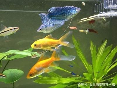 大金魚和什么魚混養(yǎng)最好（大金魚混養(yǎng)的注意事項(xiàng)金魚和錦鯉混養(yǎng)的注意事項(xiàng)） 龍魚芯片掃碼器 第3張