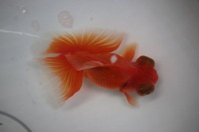 觀賞魚(yú)貴嗎？（觀賞魚(yú)的價(jià)格與飼養(yǎng)技巧）