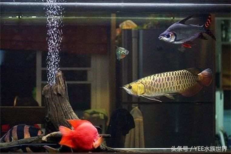 大型觀賞魚混養(yǎng)視頻（p大型觀賞魚混養(yǎng)的注意事項(xiàng)） 福虎/異型虎魚/純色虎魚 第4張