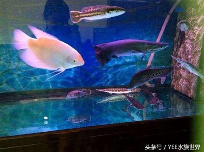 大型觀賞魚混養(yǎng)視頻（p大型觀賞魚混養(yǎng)的注意事項(xiàng)） ?；?異型虎魚/純色虎魚 第3張