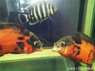 大型觀賞魚混養(yǎng)視頻（p大型觀賞魚混養(yǎng)的注意事項(xiàng)） ?；?異型虎魚/純色虎魚 第1張