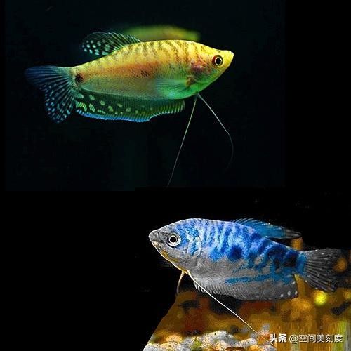 大型熱帶觀賞魚品種（大型熱帶觀賞魚品種概述大型熱帶觀賞魚品種和養(yǎng)護(hù)注意事項(xiàng)） 七彩神仙魚 第4張