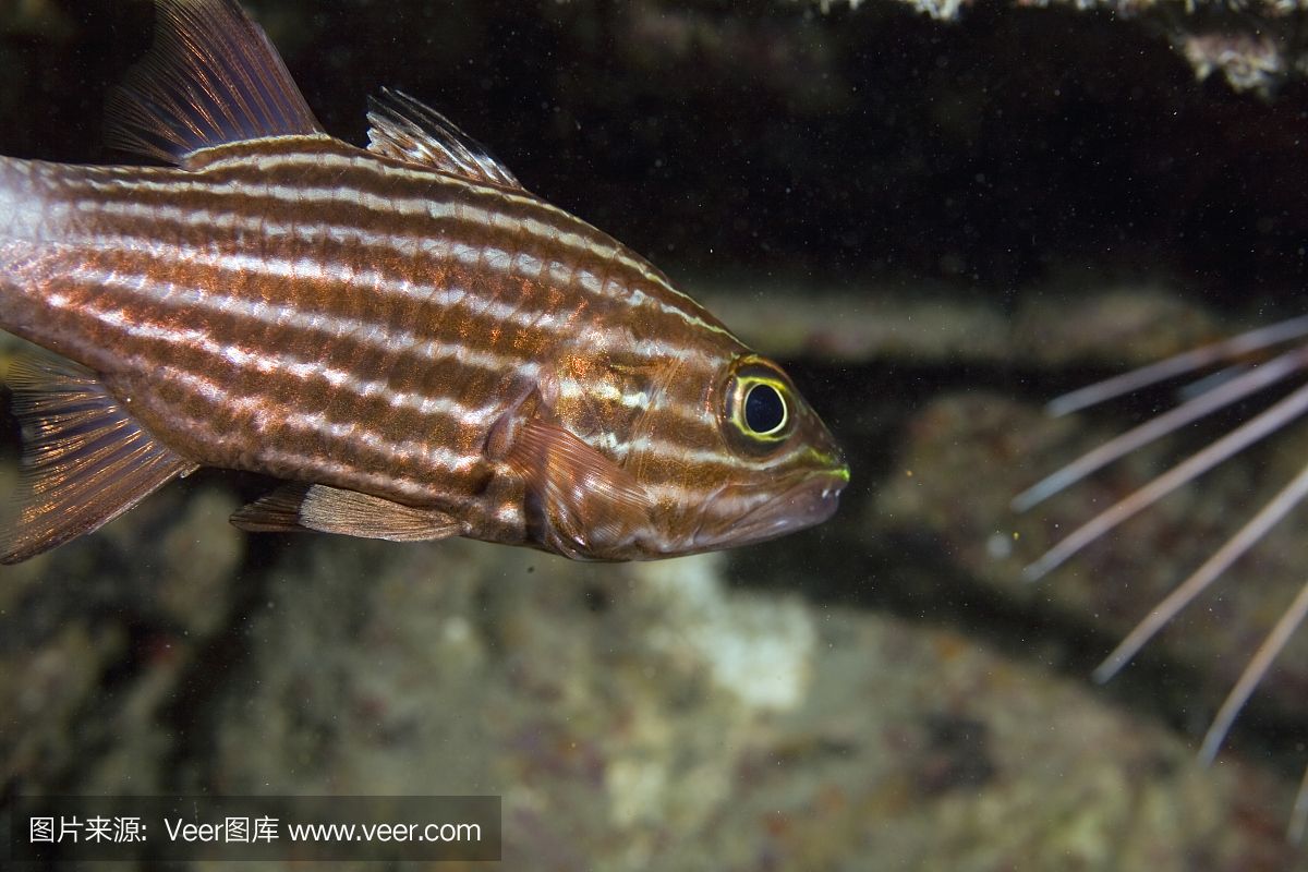 觀賞魚虎斑照片（如何鑒別虎斑魚的品種）