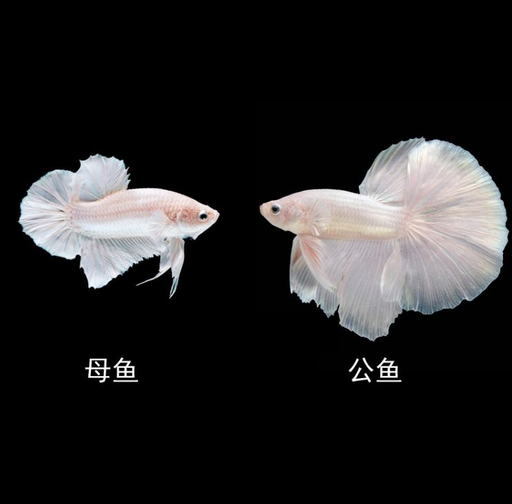 純白觀賞魚是什么品種的魚（全身白色觀賞魚有哪些種類？）