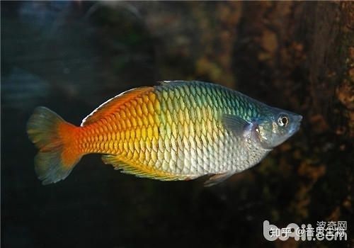 常溫觀賞魚有哪些種類（常溫觀賞魚可以在常溫條件下飼養(yǎng)起來相對(duì)較為簡(jiǎn)單） 狗仔（招財(cái)貓)魚苗 第3張