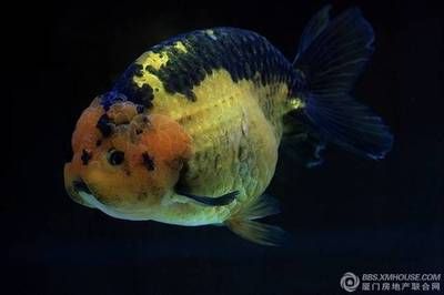 常溫觀賞魚有哪些種類（常溫觀賞魚可以在常溫條件下飼養(yǎng)起來相對(duì)較為簡(jiǎn)單） 狗仔（招財(cái)貓)魚苗 第2張