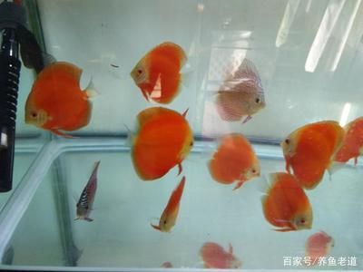 觀賞魚去哪買好呢（觀賞魚市場(chǎng)的深度解析） 熱帶魚魚苗批發(fā) 第3張