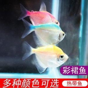 淡水觀賞魚(yú)排行榜前十名有哪些種類（淡水觀賞魚(yú)排行榜） 蝴蝶鯉魚(yú)苗 第3張