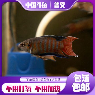 吃肉的淡水觀賞魚（淡水觀賞魚的種類） 福虎/異型虎魚/純色虎魚 第1張