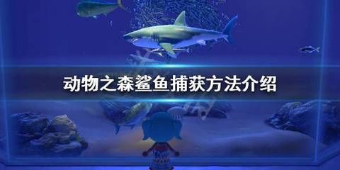 動森釣鯊魚（《動物森友會》動森釣魚技巧大揭秘動森釣魚技巧大揭秘） 三間鼠魚苗 第3張