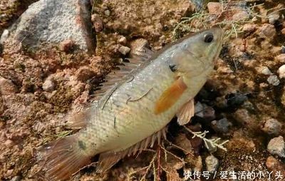 不死的魚叫什么（哪些觀賞魚容易飼養(yǎng)，不易死亡） 慈雕魚 第3張