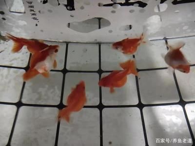 觀賞魚喂幾次（觀賞魚的喂養(yǎng)方式） 馬來西亞燕窩 第3張