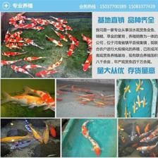 觀賞魚哪種好養(yǎng)（觀賞魚養(yǎng)護秘籍） 泰國斗魚 第1張