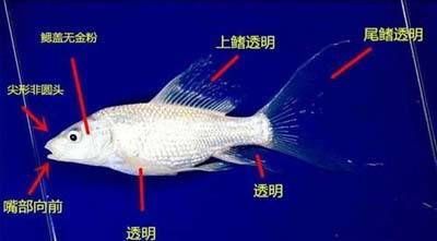 蝴蝶鯉魚(yú)缸造景（蝴蝶鯉魚(yú)缸造景技巧） 南美異型魚(yú) 第3張