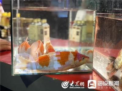 觀賞魚直播間（如何運營觀賞魚直播間）