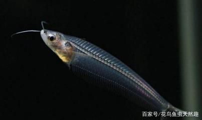 觀賞魚會被嚇死嗎（觀賞魚會被嚇死嗎？） 巴卡雷龍魚 第4張