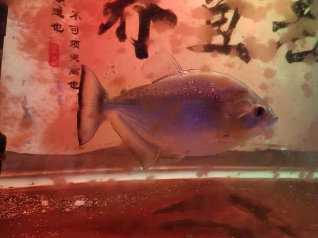 觀賞魚會被嚇死嗎（觀賞魚會被嚇死嗎？） 巴卡雷龍魚 第3張