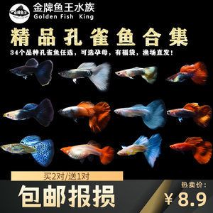 高端淡水觀賞魚（淡水觀賞魚的繁殖與遺傳學(xué)） 赤焰中國虎魚 第4張