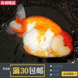 高端淡水觀賞魚（淡水觀賞魚的繁殖與遺傳學(xué)） 赤焰中國虎魚 第1張