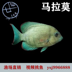 高端淡水觀賞魚（淡水觀賞魚的繁殖與遺傳學(xué)） 赤焰中國虎魚 第3張