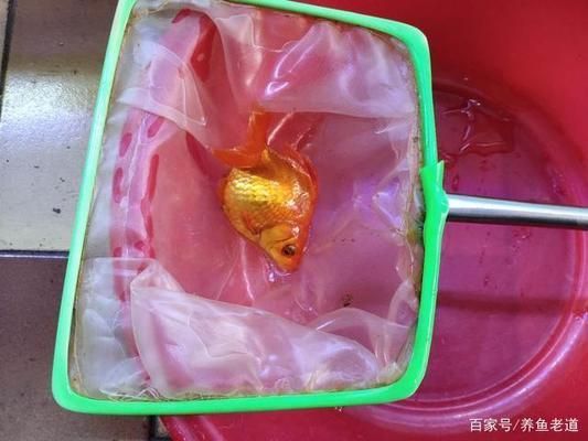 觀賞魚突然死亡背部有血絲（觀賞魚死亡和背部出現(xiàn)血絲可能是由多種因素引起的） 蘇虎苗（蘇門答臘虎魚苗） 第3張