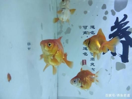 觀賞魚突然死亡背部有血絲（觀賞魚死亡和背部出現(xiàn)血絲可能是由多種因素引起的） 蘇虎苗（蘇門答臘虎魚苗） 第1張