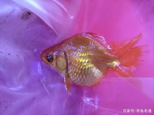 觀賞魚突然死亡背部有血絲（觀賞魚死亡和背部出現(xiàn)血絲可能是由多種因素引起的） 蘇虎苗（蘇門答臘虎魚苗） 第4張