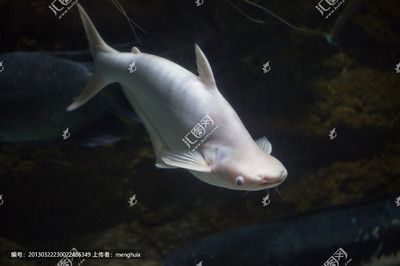 白鯊魚觀賞魚吃什么（白鯊魚觀賞魚屬于肉食性魚類，它們的飲食習(xí)慣較為復(fù)雜） 電鰻 第3張