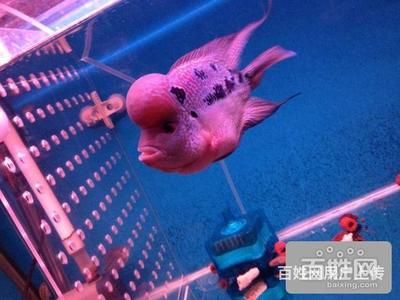 觀賞魚羅漢繁殖（羅漢魚的繁殖技巧） 紅龍魚魚糧飼料 第1張