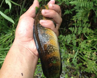 花星魚（花星魚養(yǎng)殖技術(shù)） 水族世界 第2張