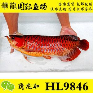 觀賞魚批發(fā)價(jià)多少錢一只（觀賞魚批發(fā)價(jià)因種類、大小和市場而異） 赤元素 第4張