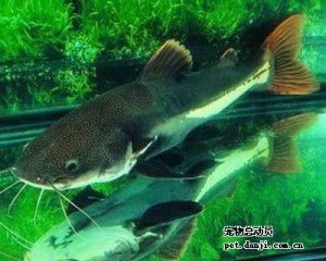 便宜好看的大型觀(guān)賞魚(yú)（養(yǎng)什么樣的魚(yú)好？） 水族主題相關(guān) 第4張