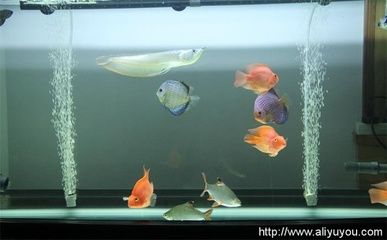 觀賞魚羅漢魚能混養(yǎng)嗎（羅漢魚可以與其他觀賞魚混養(yǎng)嗎觀賞魚的飼養(yǎng)誤區(qū)）