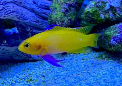 海水觀賞魚繁殖基地（全球海水觀賞魚繁殖基地分布全球各地都有不同的海水觀賞魚繁殖基地） 恐龍王魚 第4張