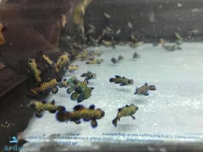 海水觀賞魚繁殖基地（全球海水觀賞魚繁殖基地分布全球各地都有不同的海水觀賞魚繁殖基地） 恐龍王魚 第3張