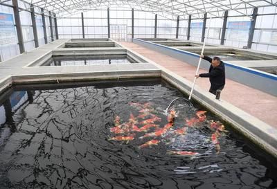 國內(nèi)東北最大的觀賞魚養(yǎng)殖基地（東北地區(qū)的觀賞魚養(yǎng)殖基地）